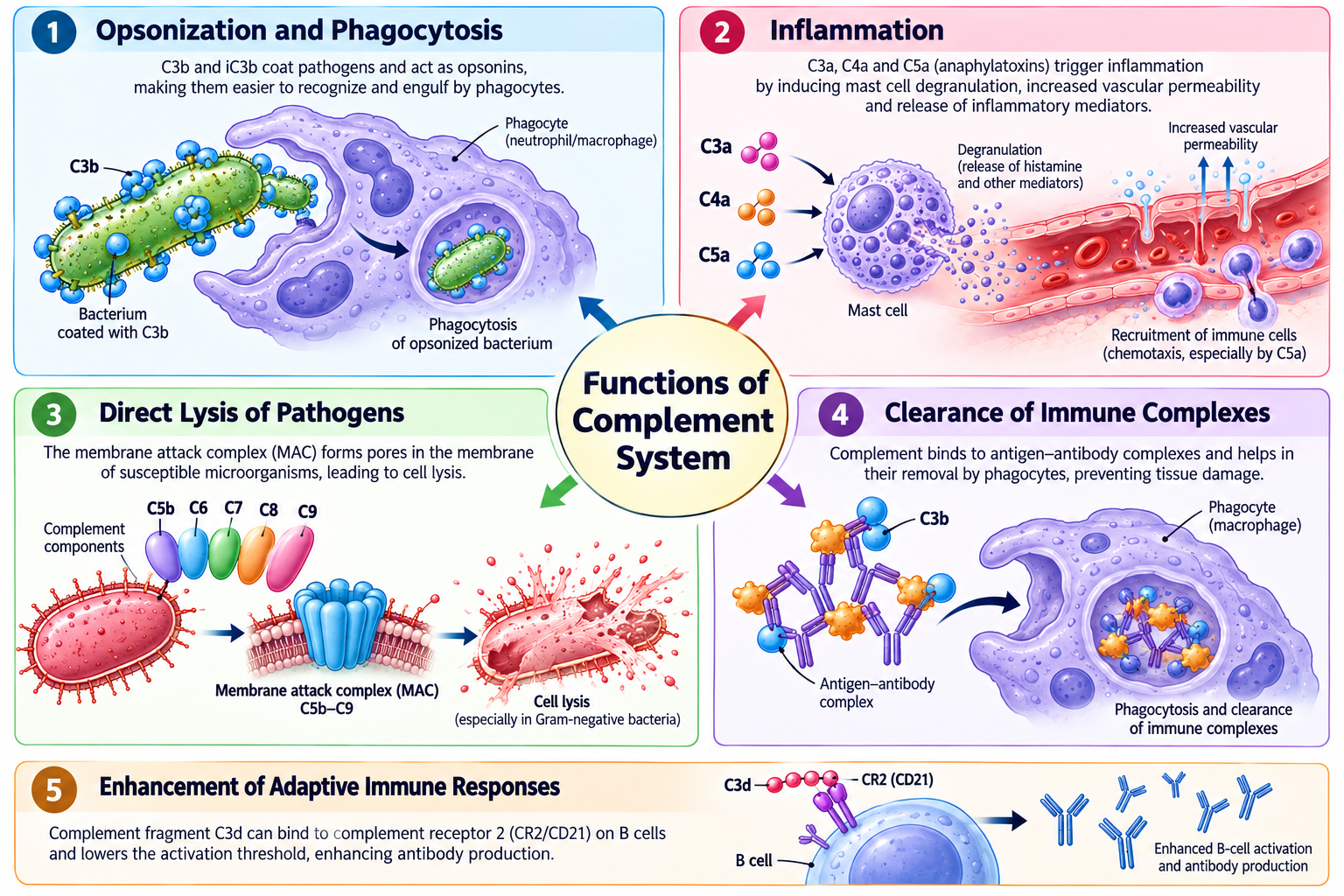 Complement System: Pathways, Functions and Activation | Zoologyverse Functions of the Complement System infographic showing opsonization, phagocytosis, inflammation, pathogen lysis, immune-complex clearance, and enhanced B-cell activation.