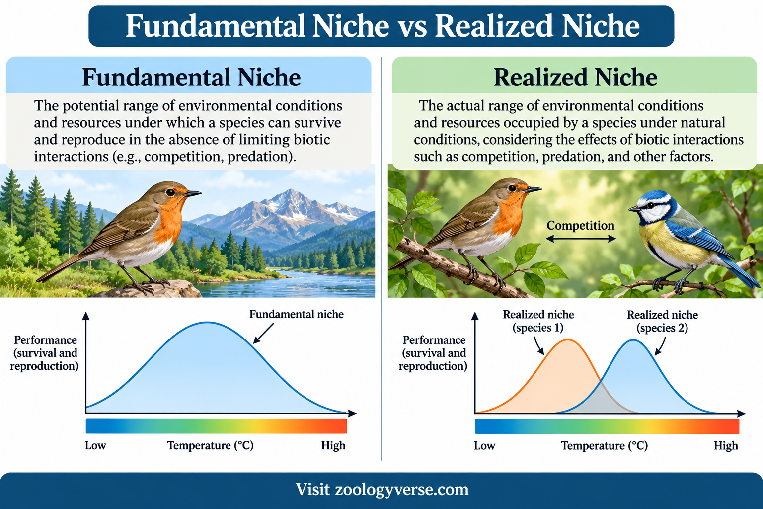 Ecological Niche: Definition, Types and Examples | Zoologyverse Ecological Niche diagram comparing the fundamental niche and realized niche, showing how competition affects species distribution and resource use.