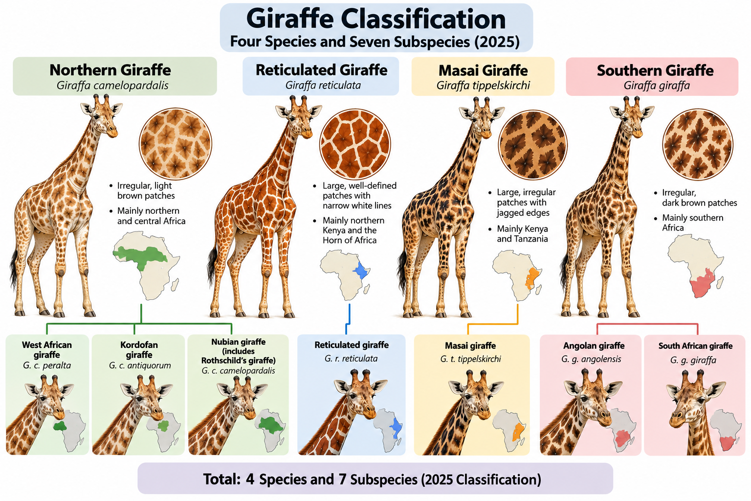 Types of Giraffe: 4 Species and 7 Subspecies Explained | Zoologyverse Giraffe classification showing 4 species and 7 subspecies