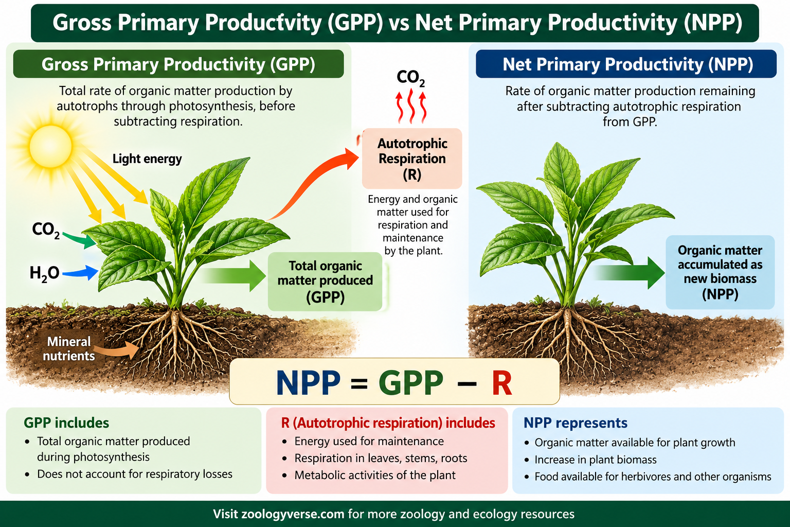 Primary Productivity vs Secondary Productivity: Gross primary productivity vs net primary productivity showing total organic matter production, plant respiration, and net biomass accumulation