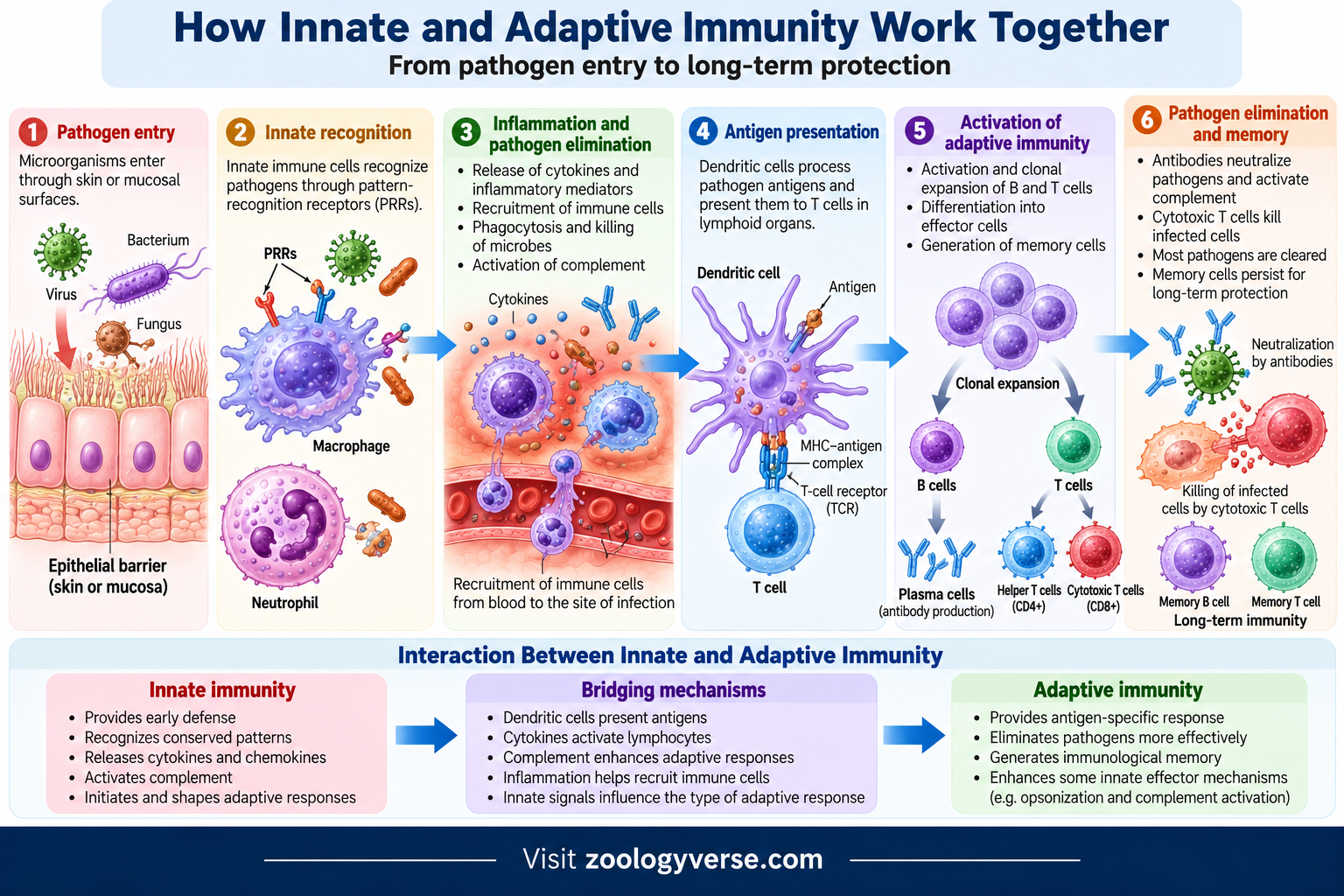 How innate and adaptive immunity work together from pathogen recognition to immune memory