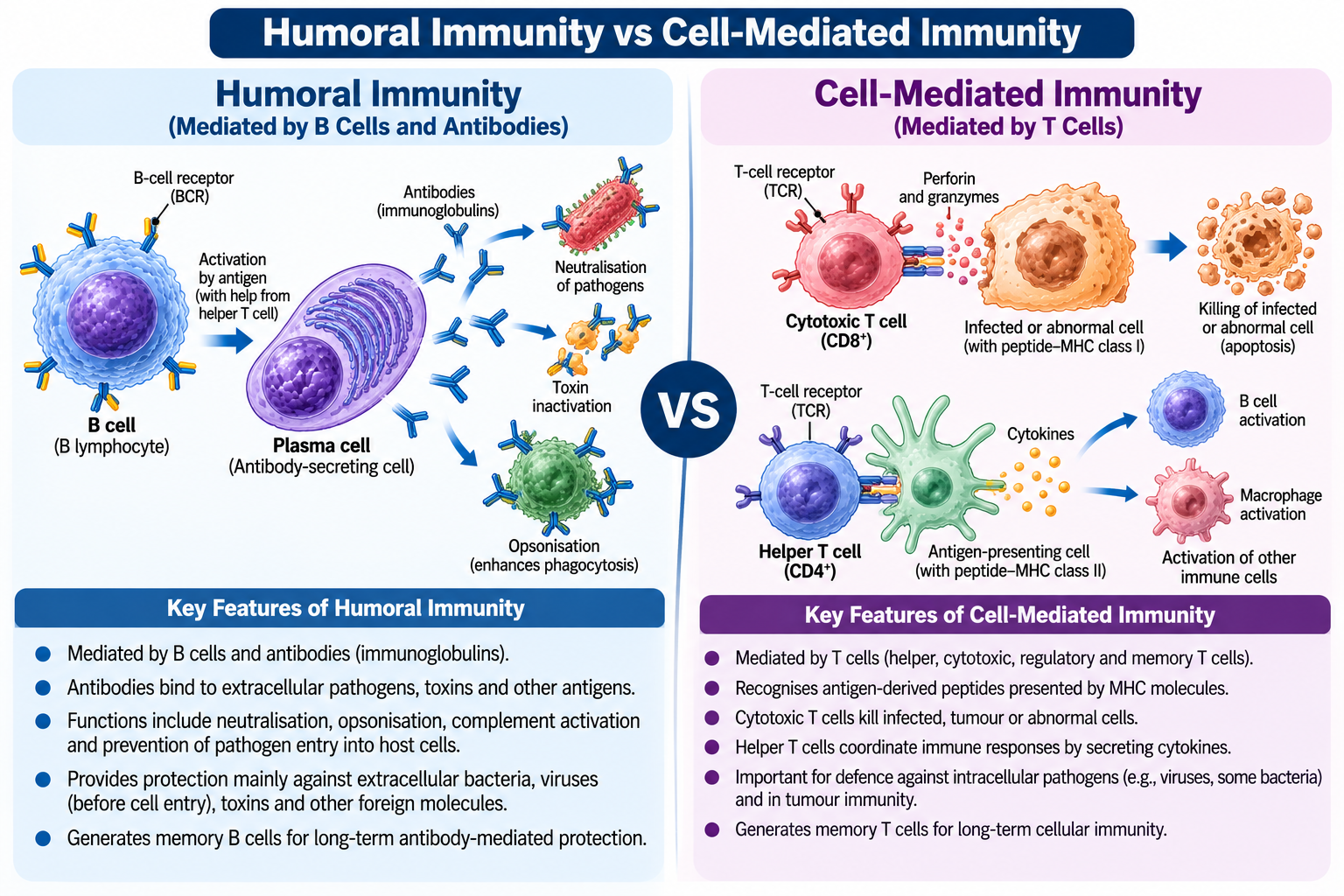 B Cells vs T Cells: Differences and Functions | Zoologyverse B Cells vs T Cells comparison showing antibody-mediated humoral immunity and T-cell-mediated cellular immunity