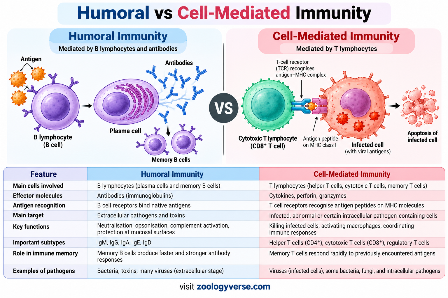 Humoral vs Cell-Mediated Immunity: Key Differences | Zoologyverse Humoral vs cell-mediated immunity comparison showing B cells, antibodies, T lymphocytes, and their major functions