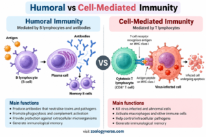 Humoral vs Cell-Mediated Immunity: Key Differences