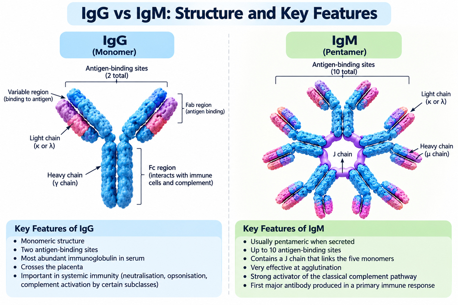 Types of Immunoglobulins: IgG, IgM, IgA, IgE, IgD | Zoologyverse IgG and IgM antibody structure comparison showing the IgG monomer, IgM pentamer, antigen-binding sites and heavy chains