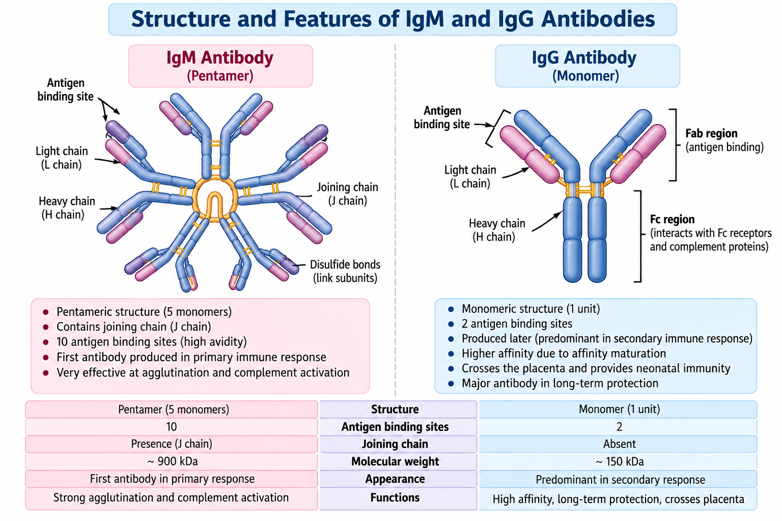 Primary vs Secondary Immune Response: Differences | Zoologyverse IgM and IgG antibody structures showing pentameric and monomeric forms, antigen-binding sites, and major differences.