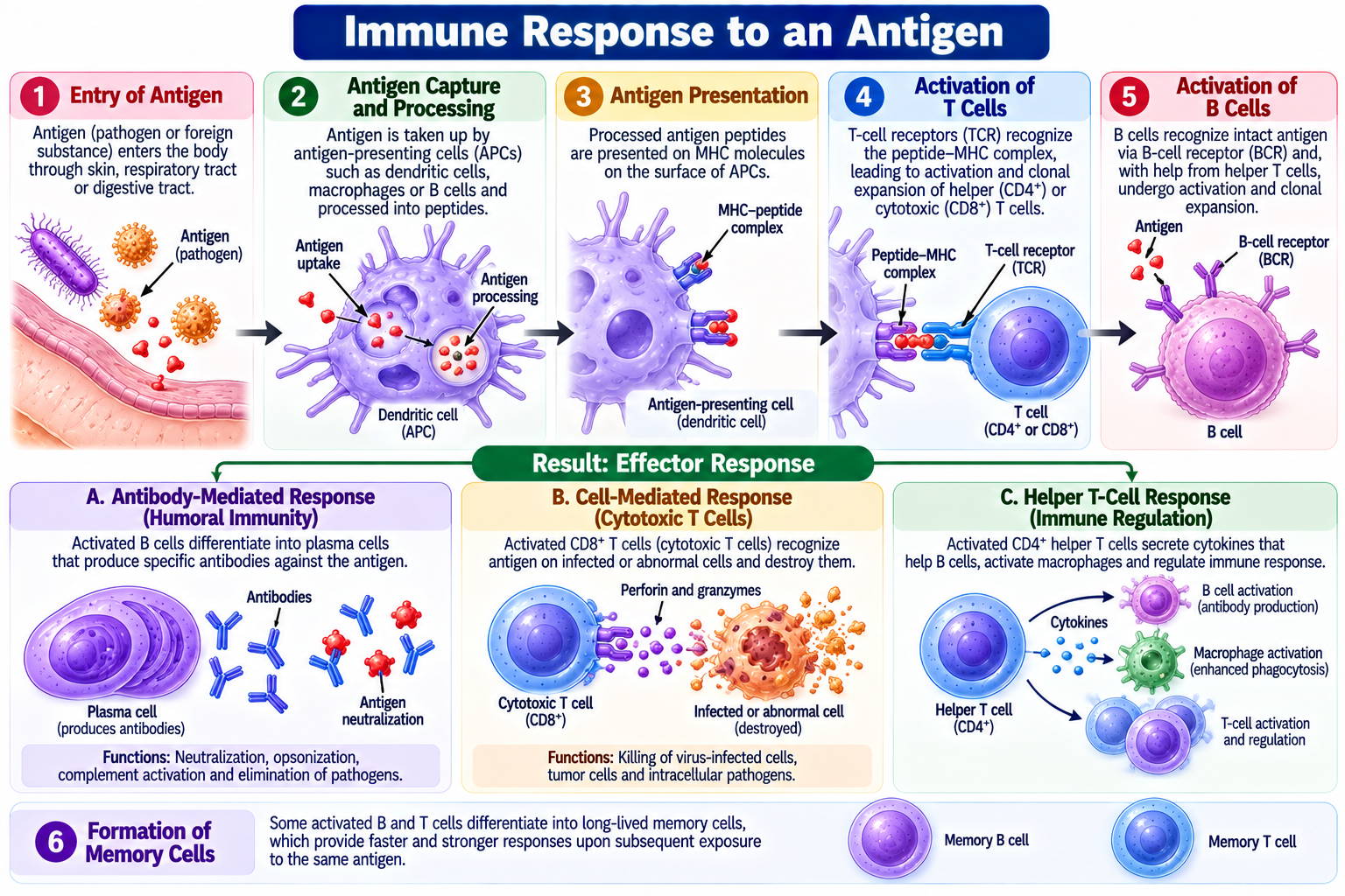 Antigen: Definition, Types, Structure and Functions | Zoologyverse Immune response to an antigen showing antigen capture, antigen presentation, T-cell and B-cell activation, antibody production, cytotoxic T-cell response and immune memory