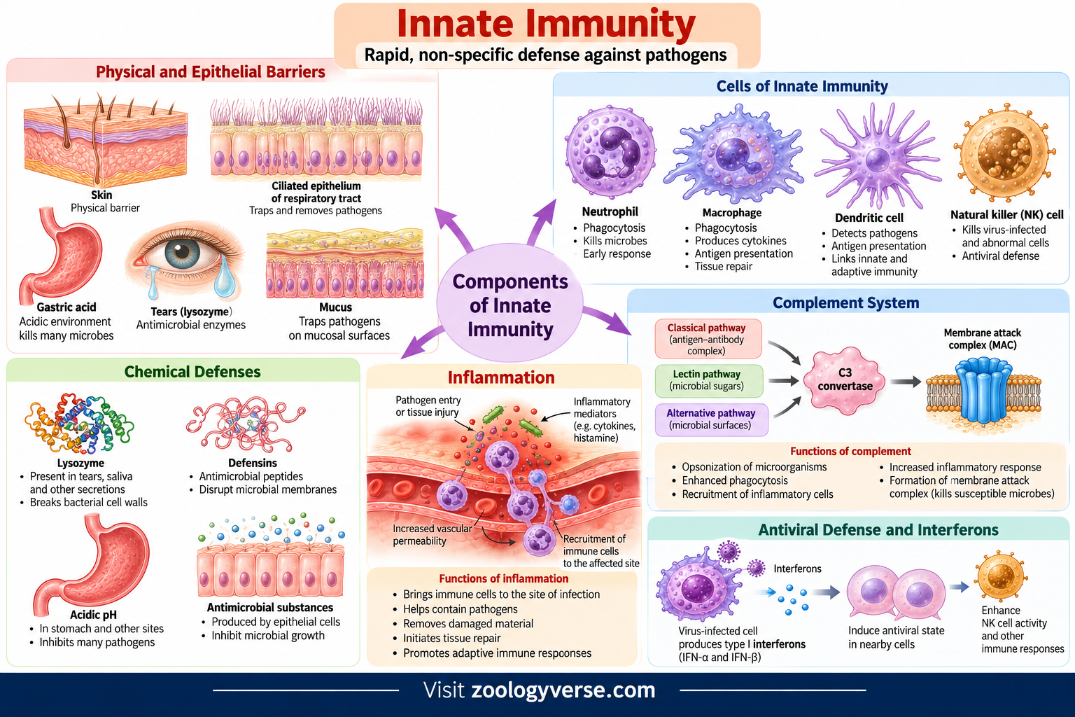 Innate immunity showing physical barriers, immune cells, inflammation, complement system and interferon defenses