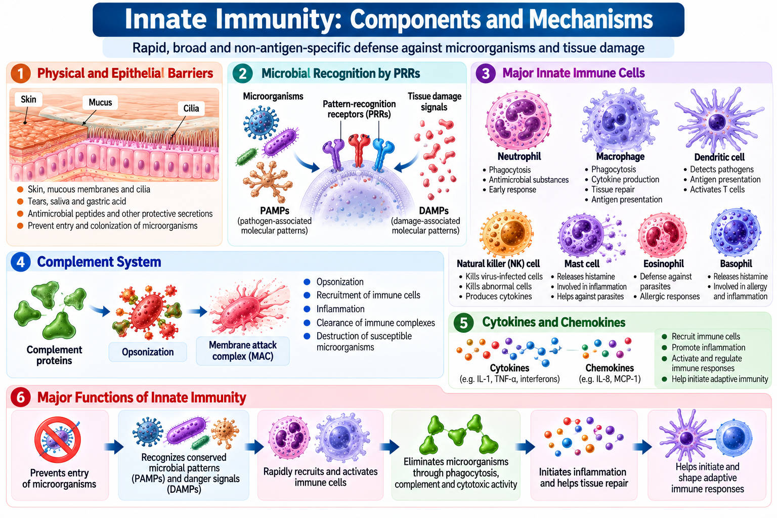 Innate Immunity vs Adaptive Immunity: Key Differences, Components and Functions