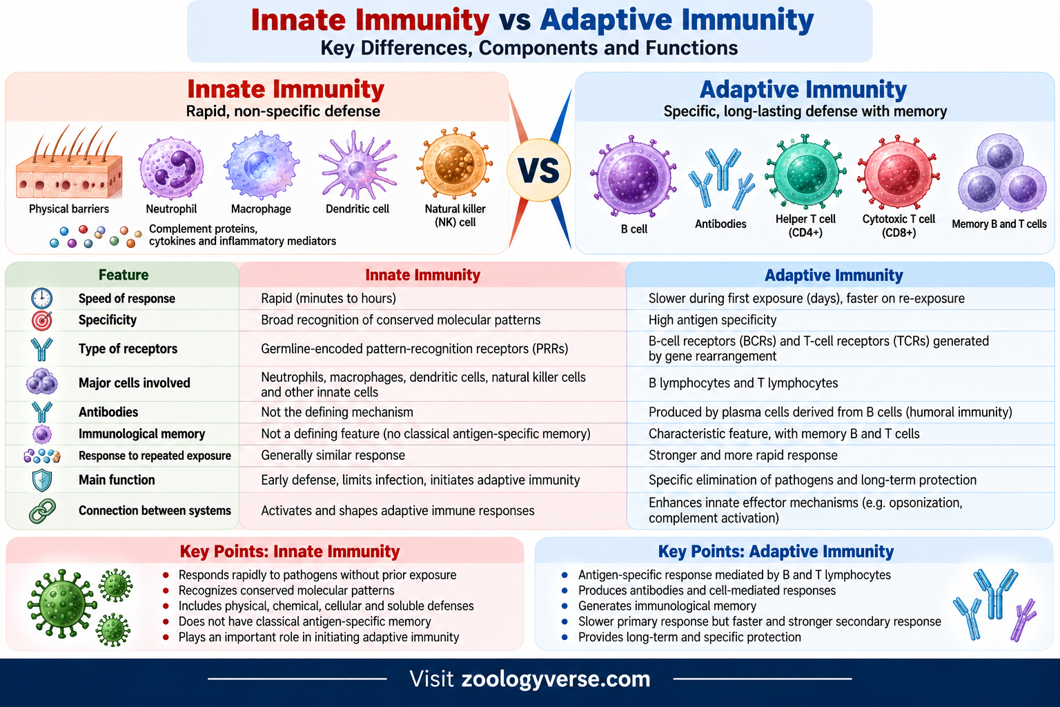 Innate immunity vs adaptive immunity showing differences in speed, specificity, immune cells, receptors, antibodies and memory