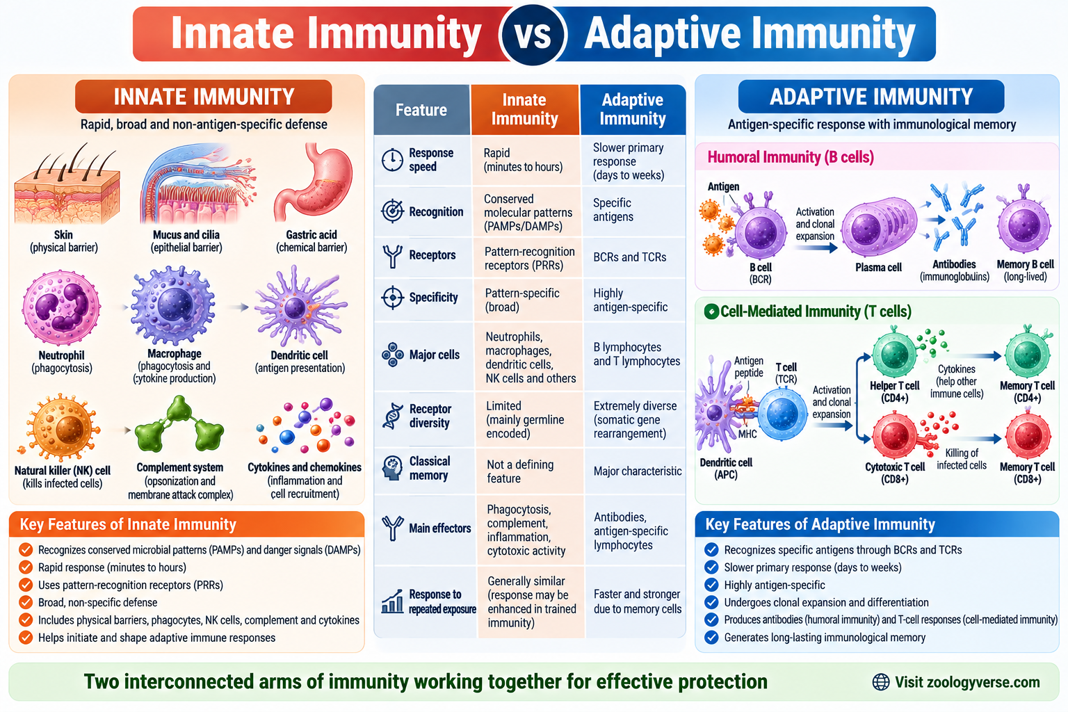 Innate Immunity vs Adaptive Immunity comparison showing response speed, recognition, PRRs, BCRs, TCRs, immune cells, specificity, memory and immune responses