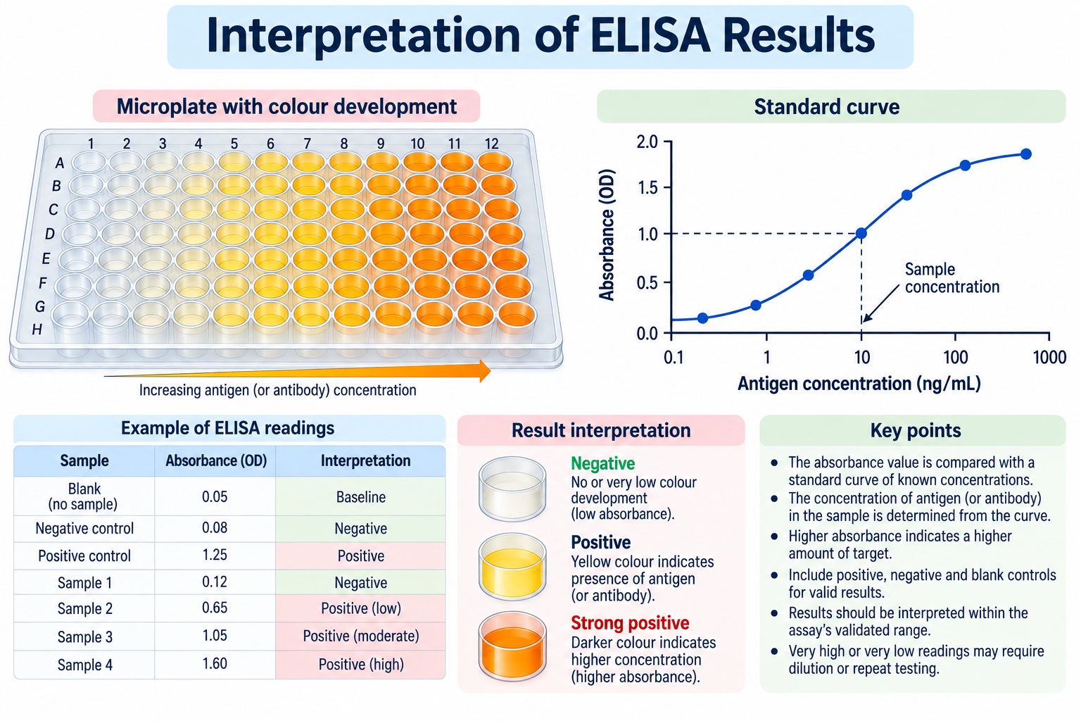 ELISA: Principle, Types, Procedure and Applications | Zoologyverse ELISA results interpretation diagram showing colour development in microplate wells, absorbance readings, a standard curve, and comparison of negative and positive results.