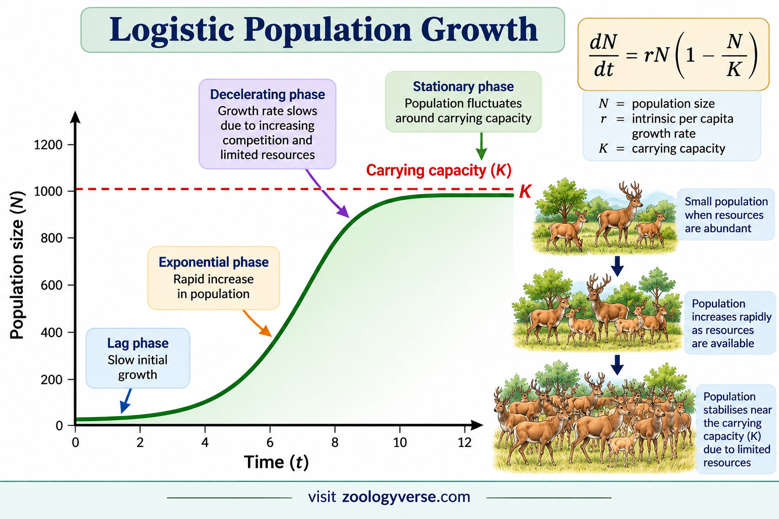 Exponential vs Logistic Population Growth | Zoologyverse Exponential vs Logistic Population Growth illustrating logistic population growth, the S-shaped curve, carrying capacity, and deer population regulation.
