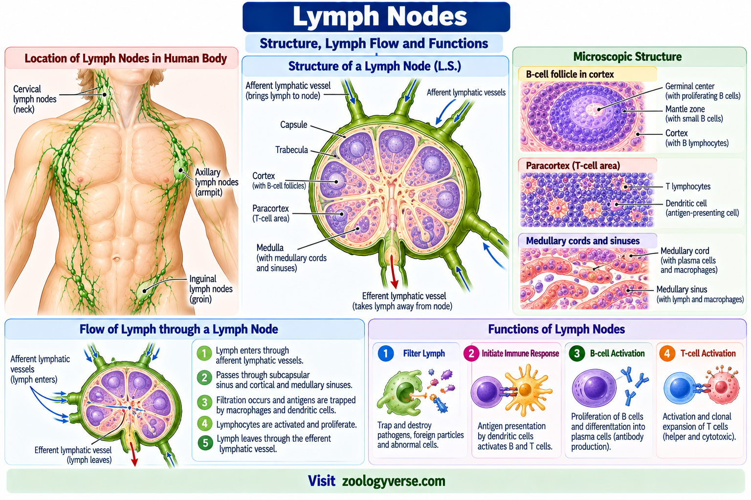 Lymphoid Organs: Primary and Secondary Lymphoid Organs | Zoologyverse Lymph node structure showing capsule, cortex, B-cell follicles, paracortex, medulla, lymphatic vessels, lymph flow and immune functions