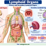 Lymphoid Organs Primary and Secondary Lymphoid Organs