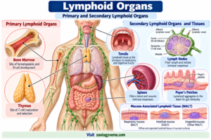 Lymphoid Organs: Primary and Secondary Lymphoid Organs
