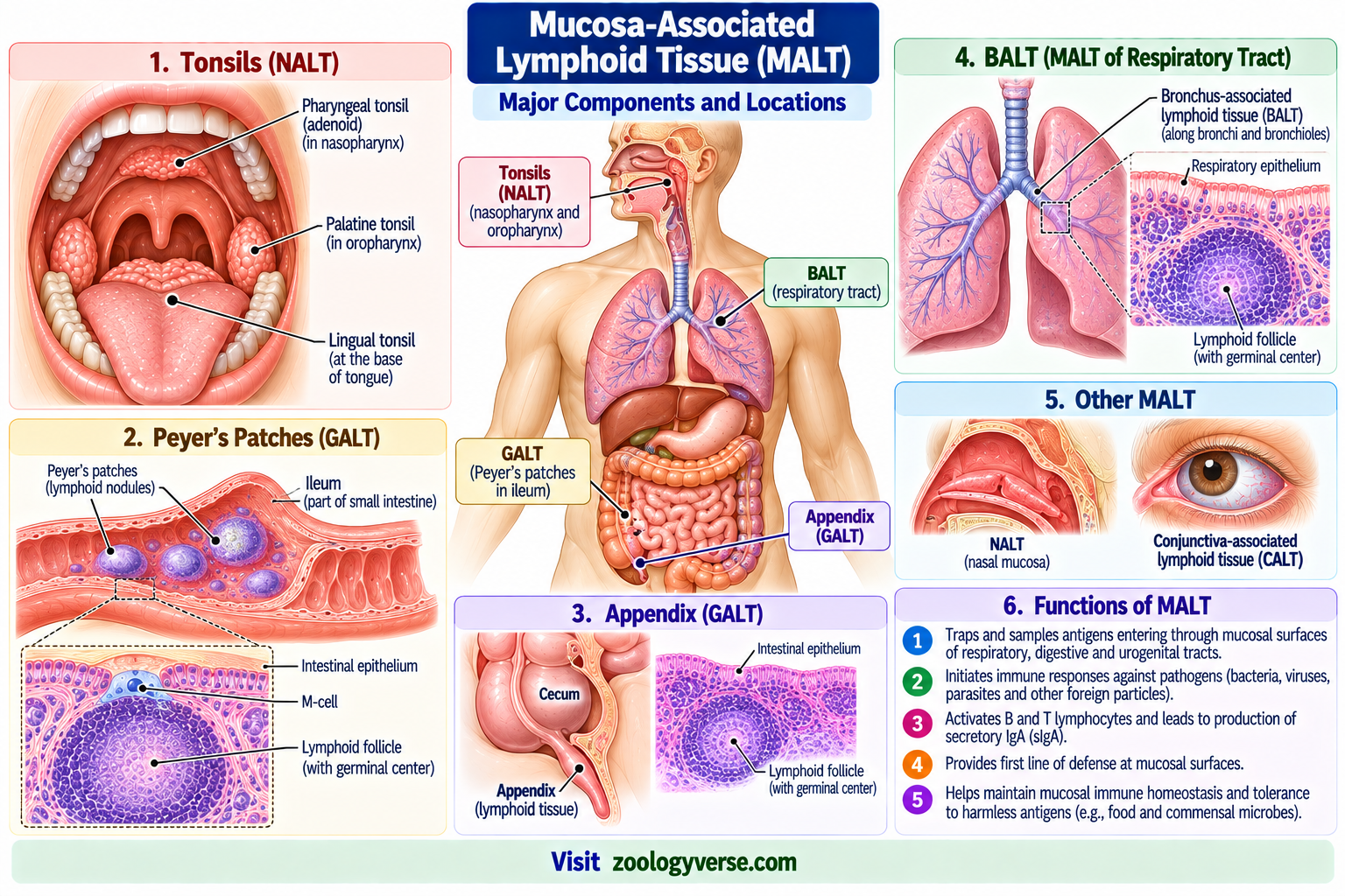 Lymphoid Organs: Primary and Secondary Lymphoid Organs | Zoologyverse Mucosa-associated lymphoid tissue showing tonsils, Peyer’s patches in the ileum, appendix, BALT and lymphoid follicles at mucosal surfaces