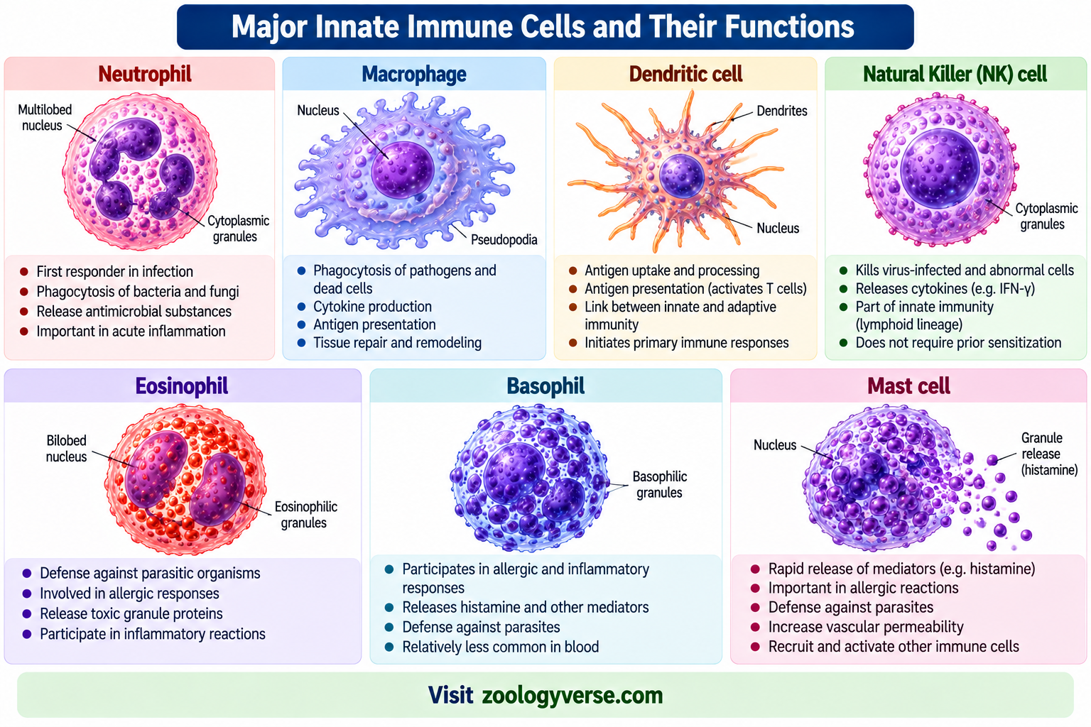 Cells of the Immune System: Types and Functions | Zoologyverse Major innate immune cells and their functions showing neutrophils, macrophages, dendritic cells, NK cells, eosinophils, basophils and mast cells