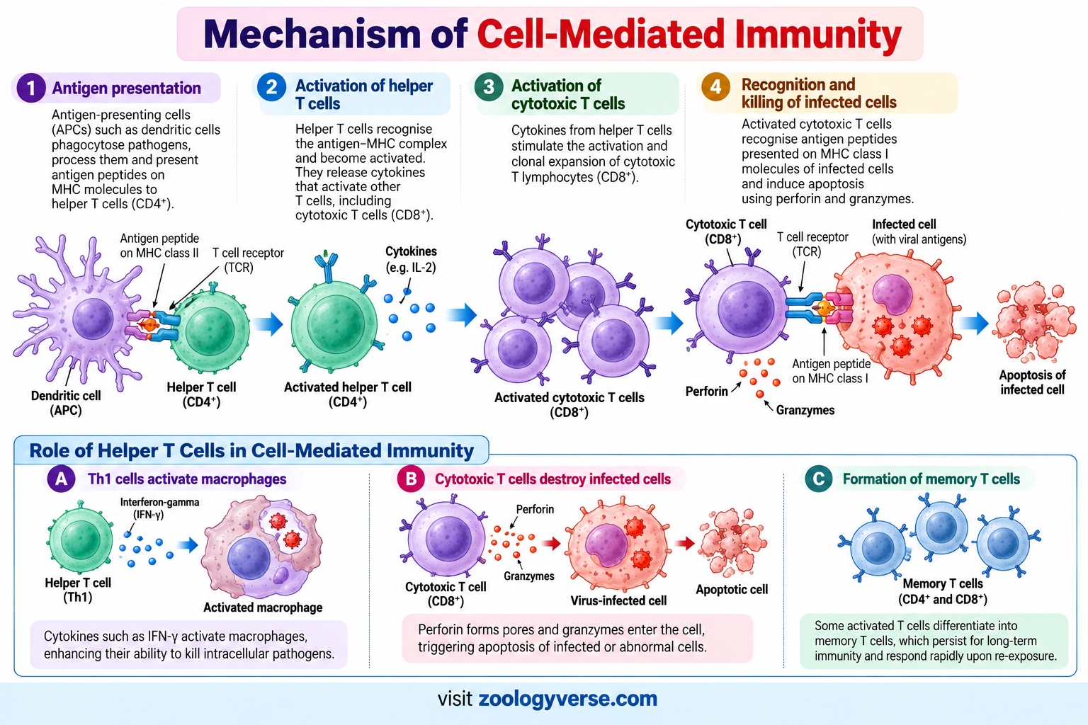 Humoral vs Cell-Mediated Immunity: Key Differences | Zoologyverse Mechanism of cell-mediated immunity showing antigen presentation, T-cell activation, cytotoxic T cells, and destruction of infected cells