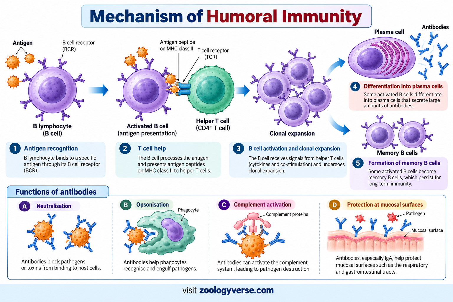 Humoral vs Cell-Mediated Immunity: Key Differences | Zoologyverse Mechanism of humoral immunity showing B-cell activation, plasma cell formation, antibody production, and memory B cells