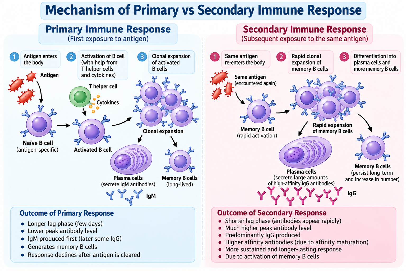 Primary vs Secondary Immune Response: Differences | Zoologyverse Primary vs secondary immune response showing B-cell activation, clonal expansion, plasma cells, memory B cells, and IgM and IgG production.