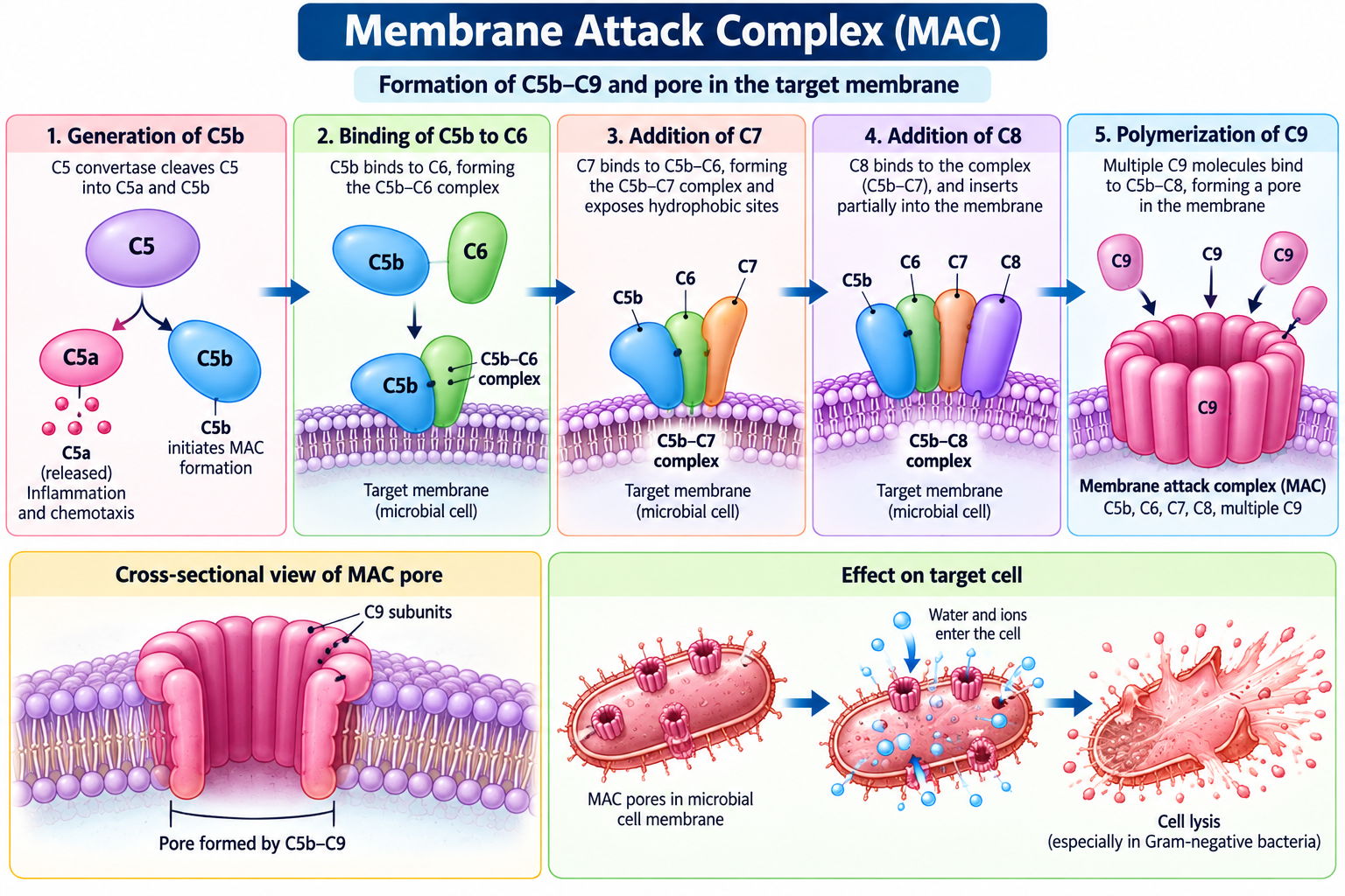 Complement System: Pathways, Functions and Activation | Zoologyverse Membrane attack complex diagram showing C5b, C6, C7, C8, and C9 assembly, pore formation in a microbial membrane, and cell lysis.
