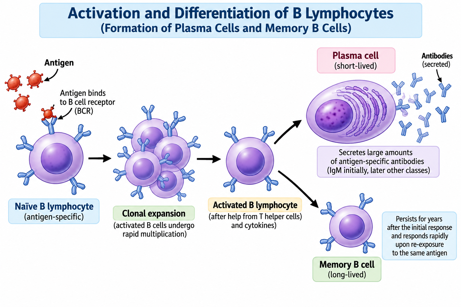Primary vs Secondary Immune Response: Differences | Zoologyverse B lymphocyte differentiation into antibody-secreting plasma cells and long-lived memory B cells.