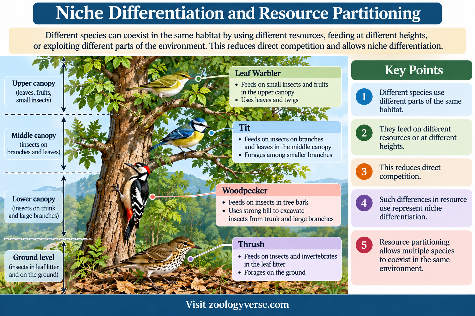 Ecological Niche: Definition, Types and Examples | Zoologyverse Ecological Niche differentiation and resource partitioning illustrated by four bird species feeding at different heights and locations in a tree.