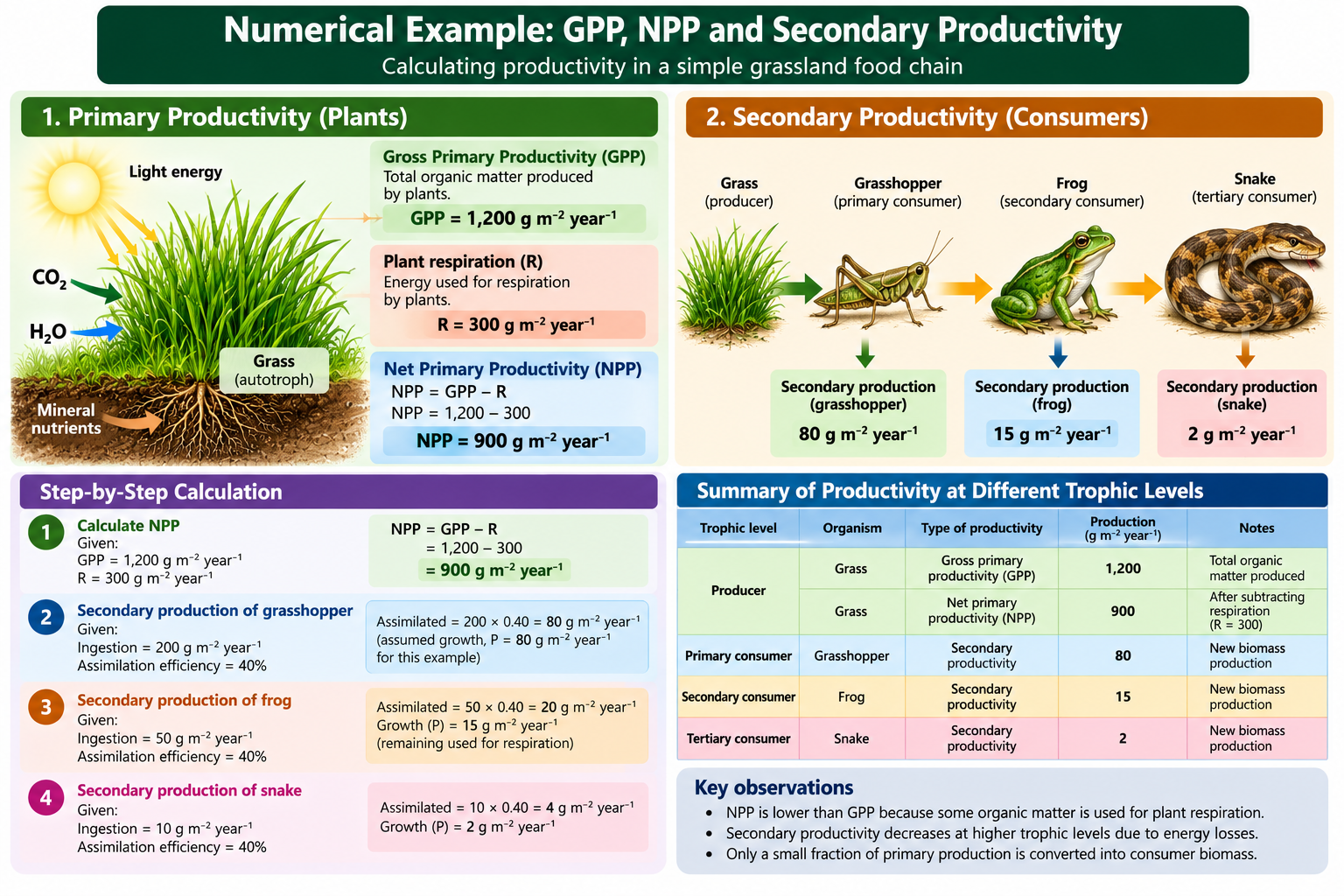 Numerical example of GPP, NPP and secondary productivity showing calculations in a grassland food chain