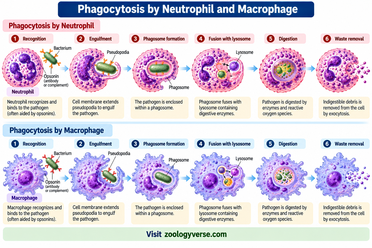Cells of the Immune System: Types and Functions | Zoologyverse Phagocytosis by neutrophils and macrophages showing pathogen recognition, engulfment, phagosome formation, lysosome fusion, digestion and waste removal