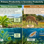Primary Productivity vs Secondary Productivity