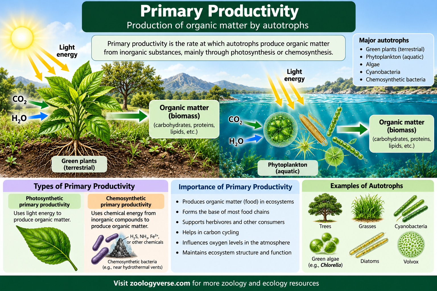 Primary Productivity vs Secondary Productivity