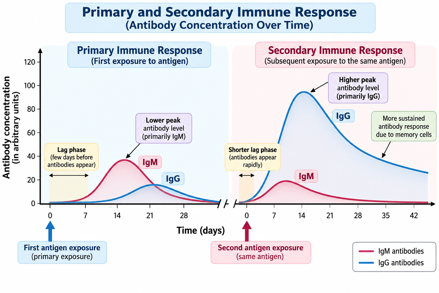 Primary vs Secondary Immune Response: Differences | Zoologyverse Graph comparing primary and secondary immune responses showing IgM and IgG antibody concentrations over time.