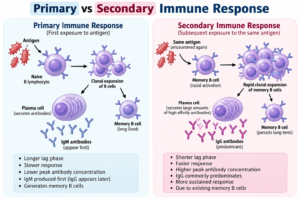 Primary vs Secondary Immune Response: Differences