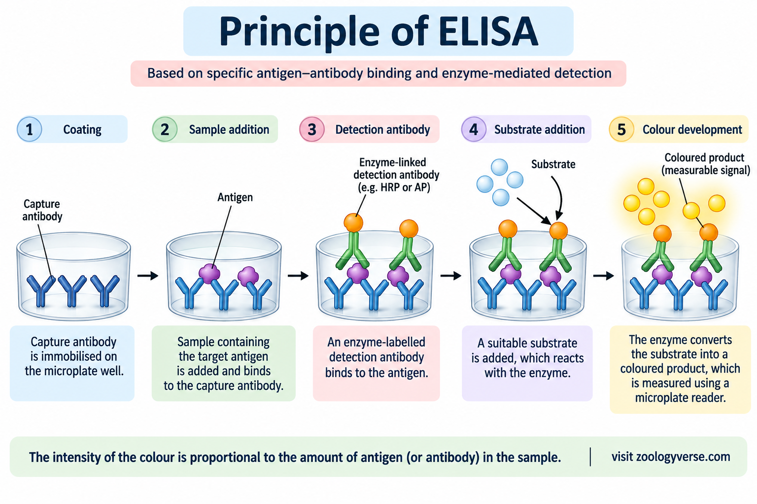 ELISA: Principle, Types, Procedure and Applications | Zoologyverse Principle of ELISA showing capture antibody coating, antigen binding, enzyme-linked detection antibody, substrate addition, and colour development for signal measurement.