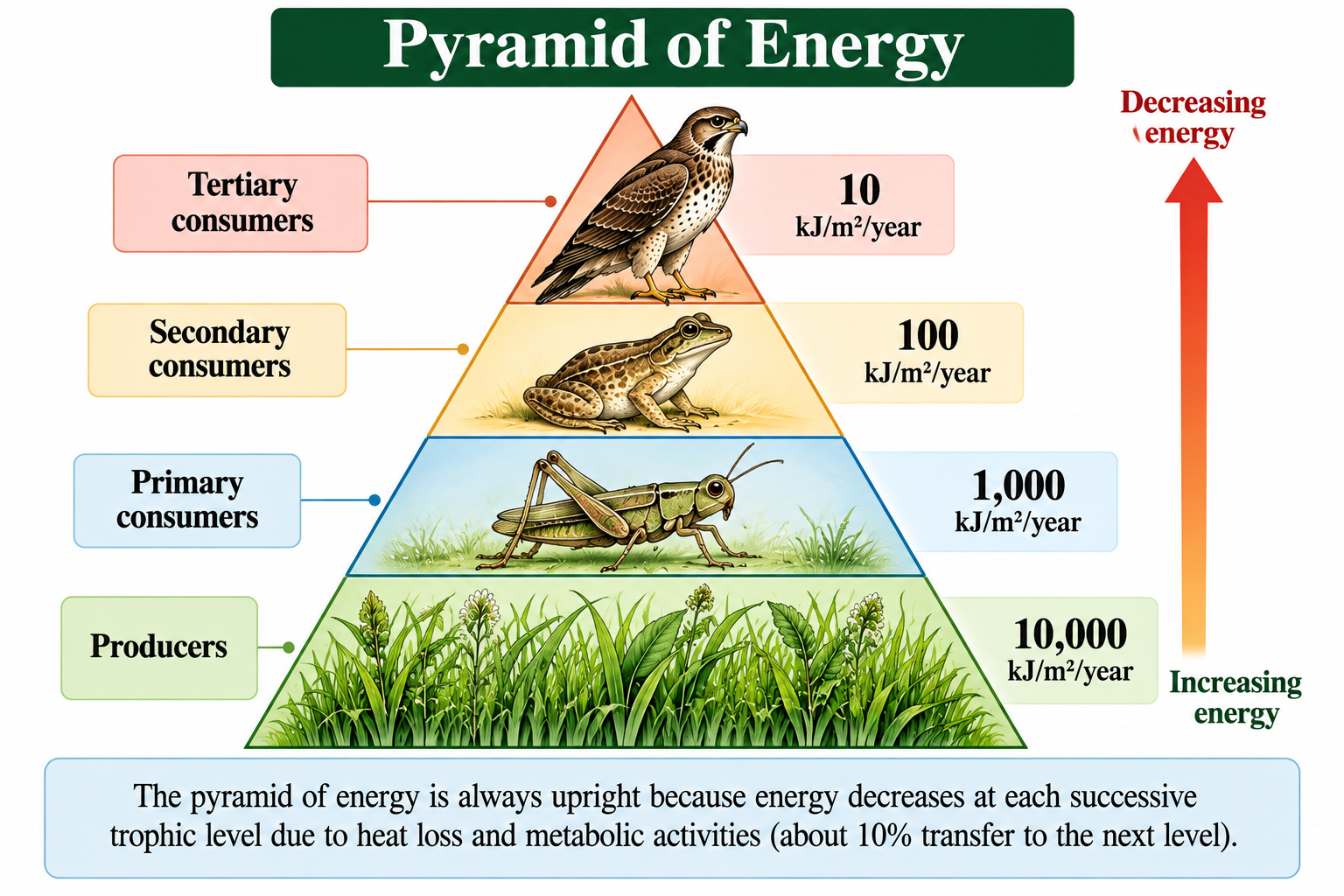 Ecological Pyramids: Types and Examples | Zoologyverse pyramid of energy showing decreasing energy from grass producers to grasshoppers, frogs and hawks