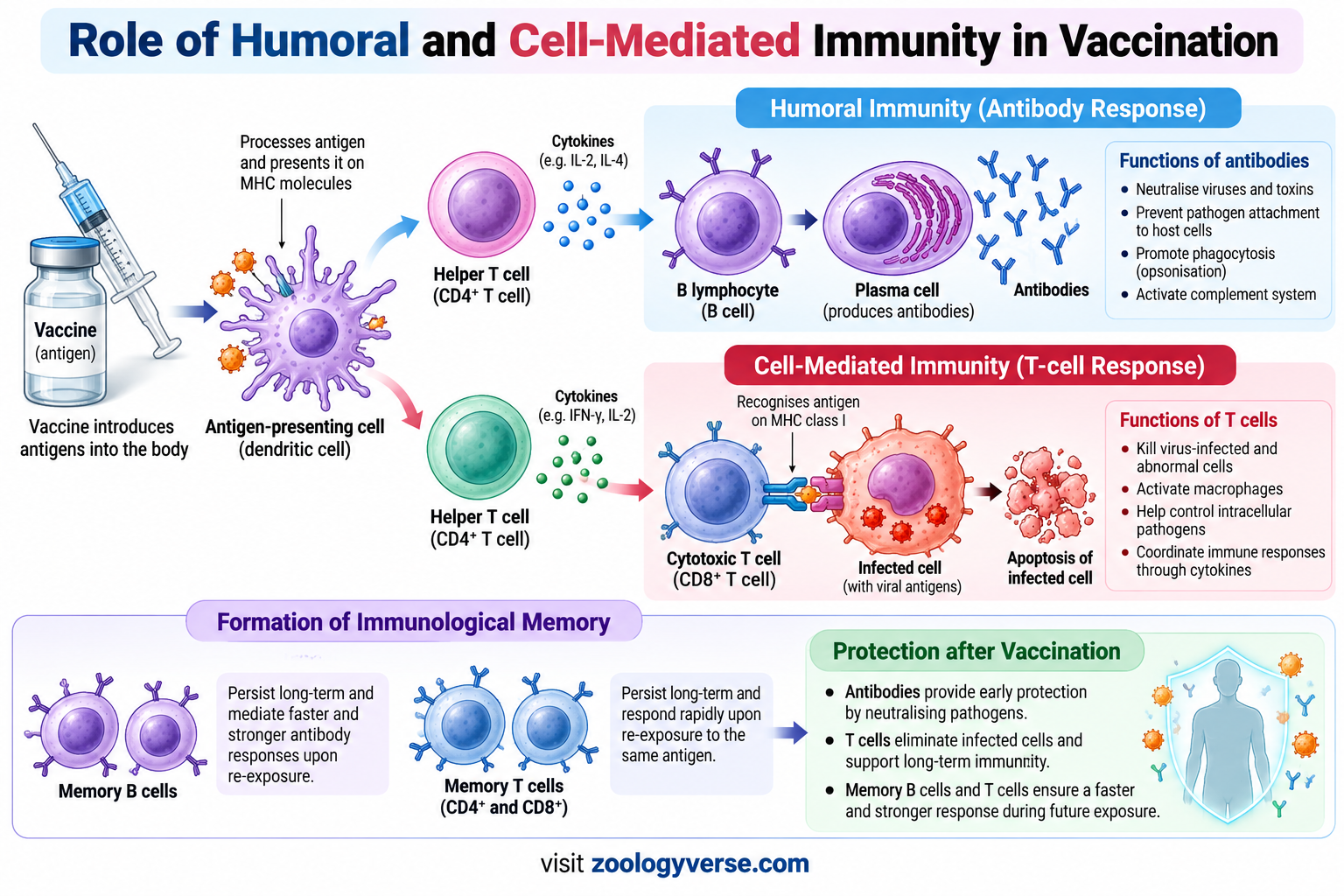 Humoral vs Cell-Mediated Immunity: Key Differences | Zoologyverse Role of humoral and cell-mediated immunity in vaccination showing antibody production, T-cell responses, and immune memory