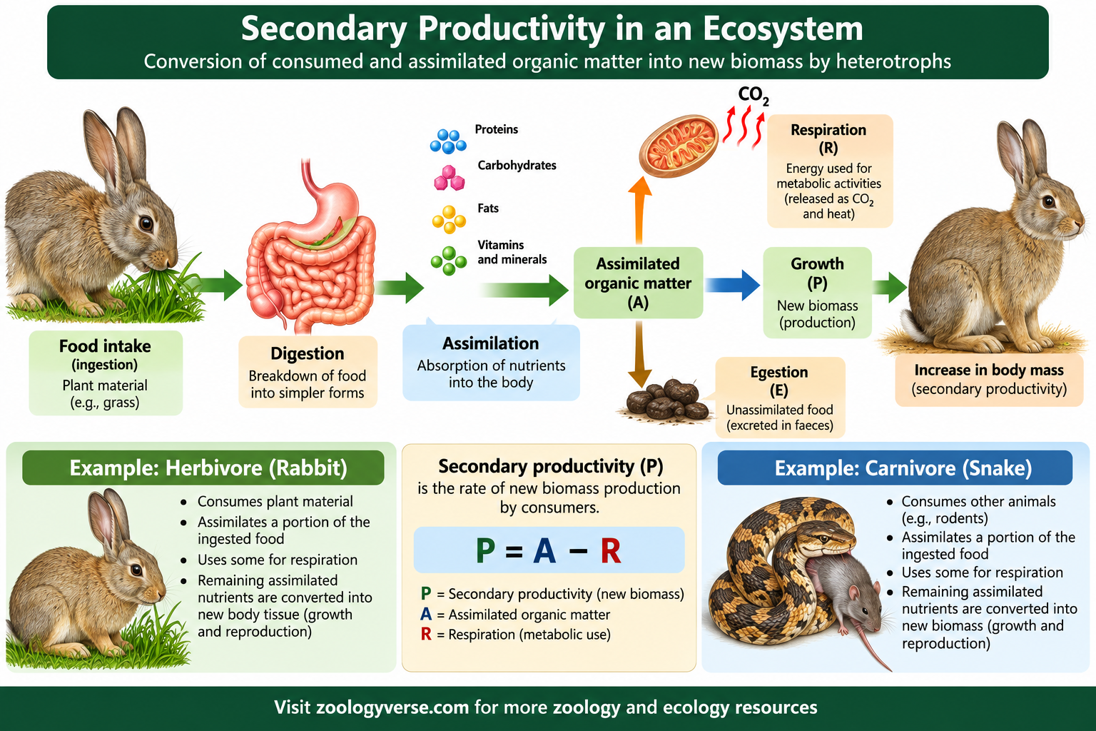 Primary Productivity vs Secondary Productivity: Secondary productivity showing food intake, digestion, assimilation, respiration, and new biomass production in consumers