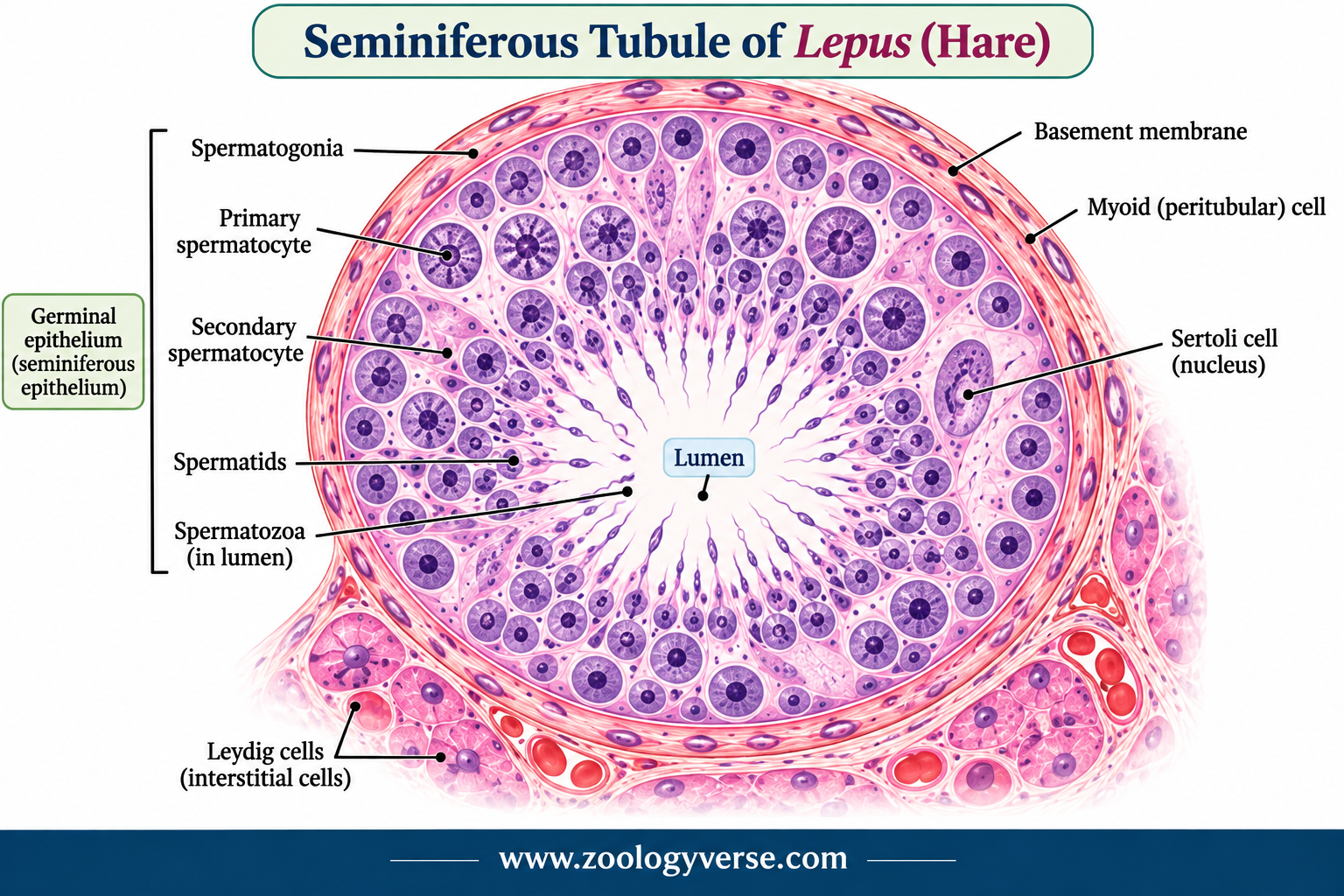 Histology of Testis and Ovary of Lepus (Hare) Explained | Zoologyverse Histology of Testis and Ovary of Lepus (Hare) Explained :- histological diagram of a seminiferous tubule of Lepus (hare), showing the basement membrane, myoid cells, germinal epithelium, spermatogonia, primary and secondary spermatocytes, spermatids, spermatozoa, Sertoli cells, lumen, and surrounding Leydig cells.