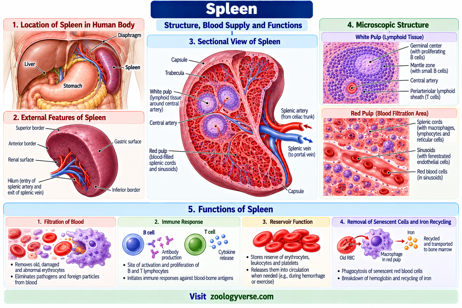 Lymphoid Organs: Primary and Secondary Lymphoid Organs | Zoologyverse Spleen structure showing white pulp, red pulp, central arteries, splenic sinusoids, blood filtration and immune functions