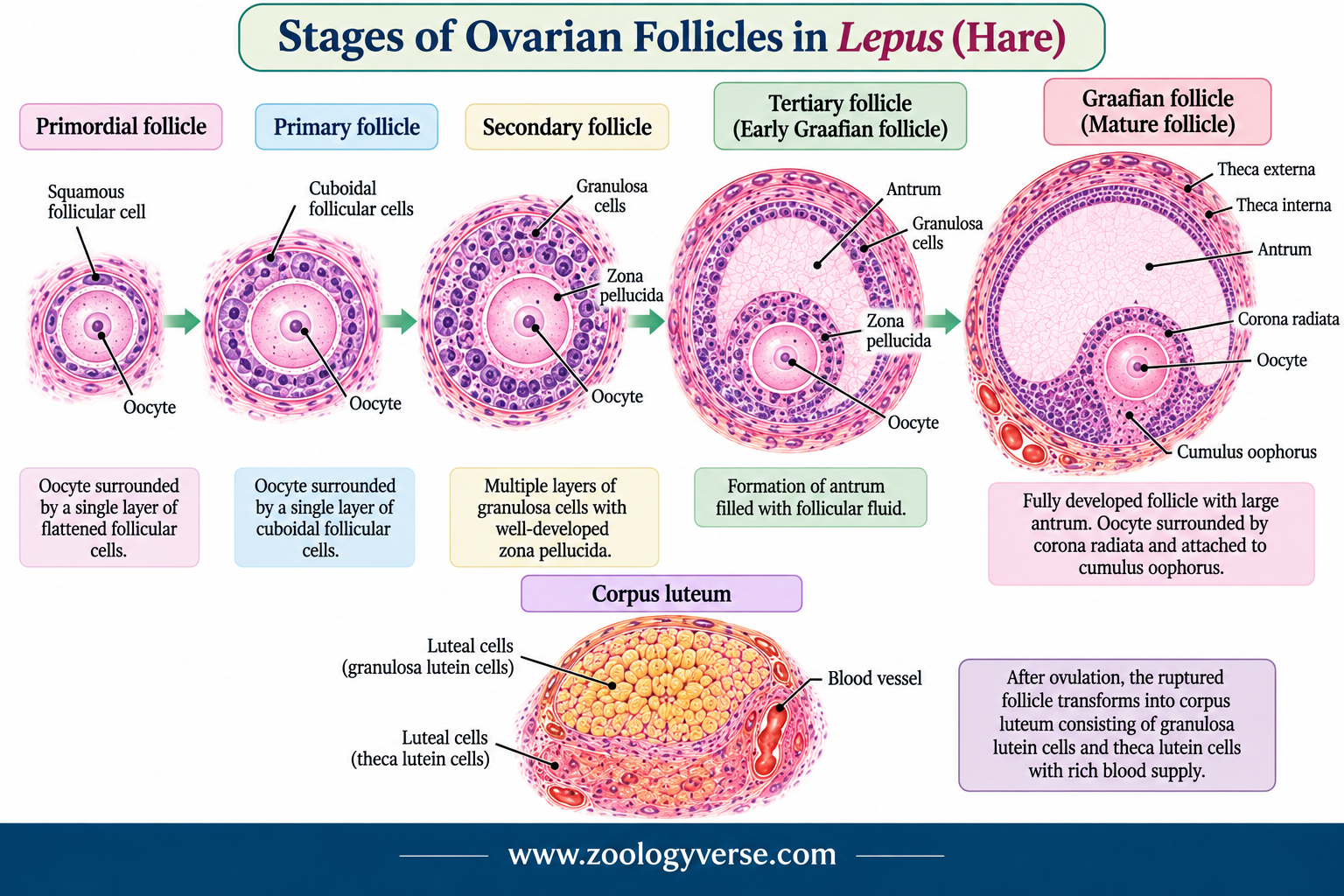 Histology of Testis and Ovary of Lepus (Hare) Explained | Zoologyverse diagram showing the sequential development of ovarian follicles in Lepus (hare), including primordial, primary, secondary, tertiary and mature Graafian follicles, followed by corpus luteum formation.