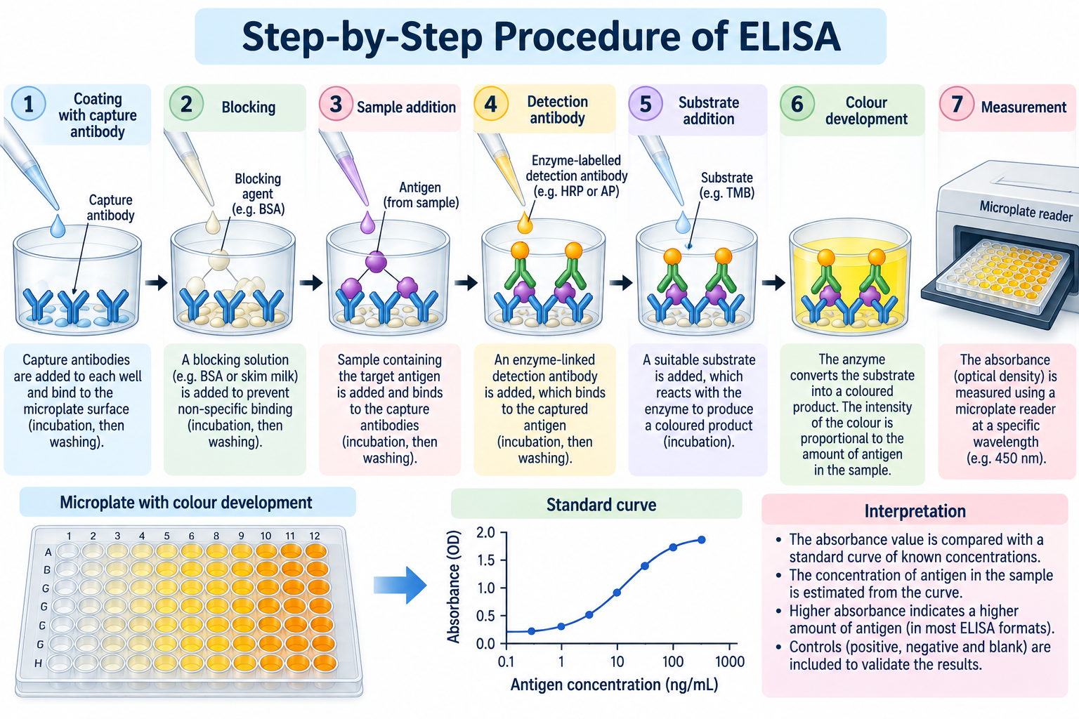 ELISA: Principle, Types, Procedure and Applications | Zoologyverse ELISA procedure diagram showing microplate coating, blocking, sample addition, detection antibody binding, substrate addition, colour development, and absorbance measurement.