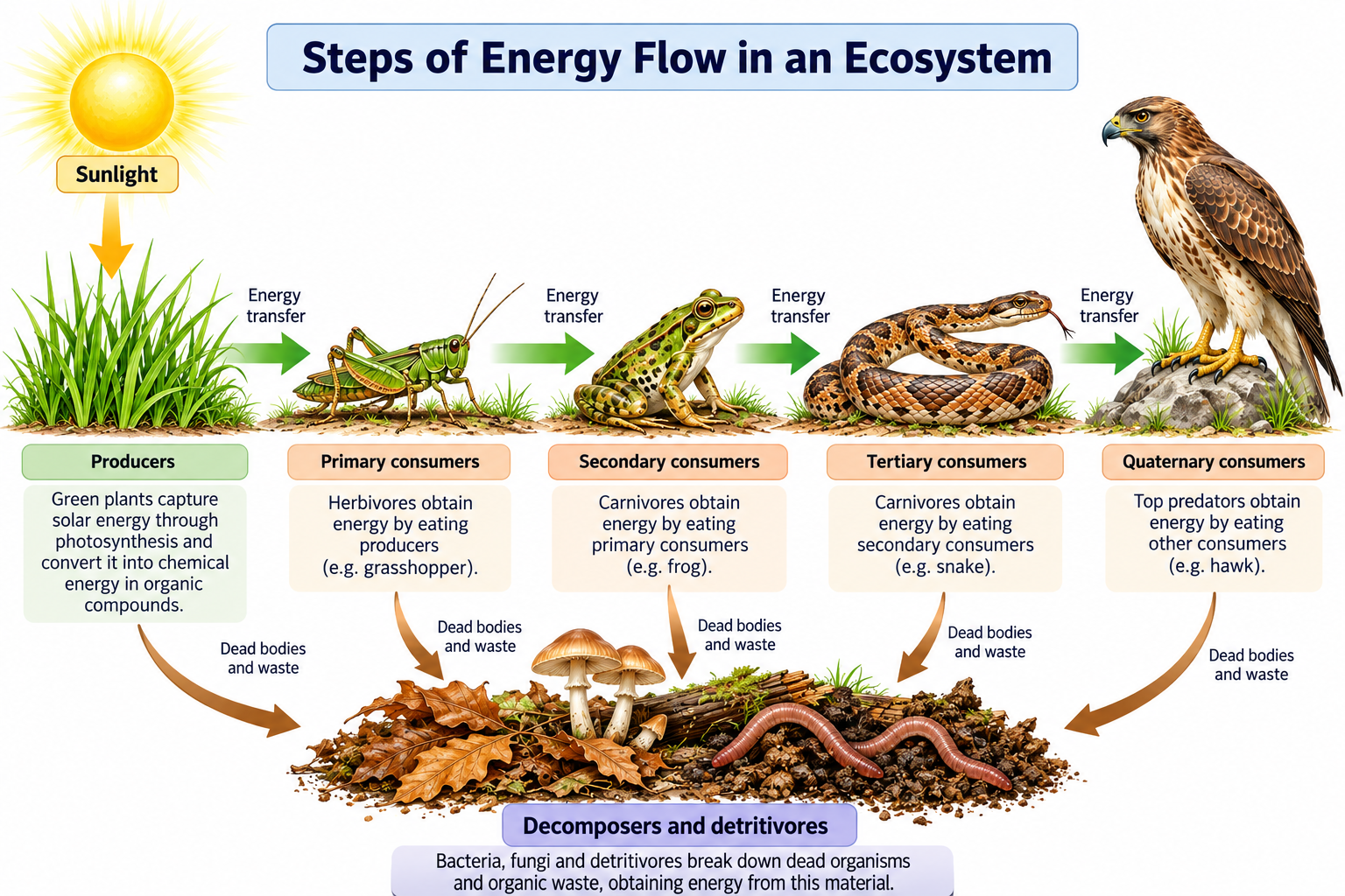 Energy Flow in an Ecosystem: Steps and 10% Law | Zoologyverse Steps of energy flow in an ecosystem and energy transfer between trophic levels, from sunlight and producers to consumers and decomposers.