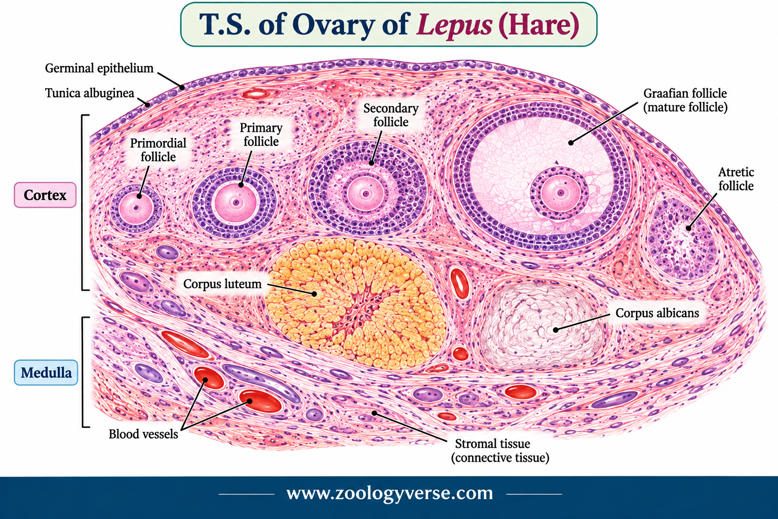 Histology of Testis and Ovary of Lepus (Hare) Explained | Zoologyverse Histology of Testis and Ovary of Lepus (Hare) Explained :- histological diagram of the transverse section of the ovary of Lepus (hare), showing the germinal epithelium, tunica albuginea, ovarian cortex, medulla, primordial, primary and secondary follicles, Graafian follicle, corpus luteum, corpus albicans, atretic follicle, blood vessels and stromal tissue.