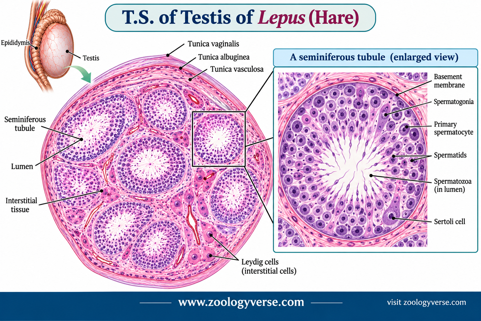 Histology of Testis and Ovary of Lepus (Hare) Explained | Zoologyverse histological diagram of the transverse section of the testis of Lepus (hare), showing the tunica layers, seminiferous tubules, lumen, interstitial tissue, Leydig cells and an enlarged seminiferous tubule with spermatogonia, primary spermatocytes, spermatids, spermatozoa and Sertoli cells. Histology of testis of Lepus