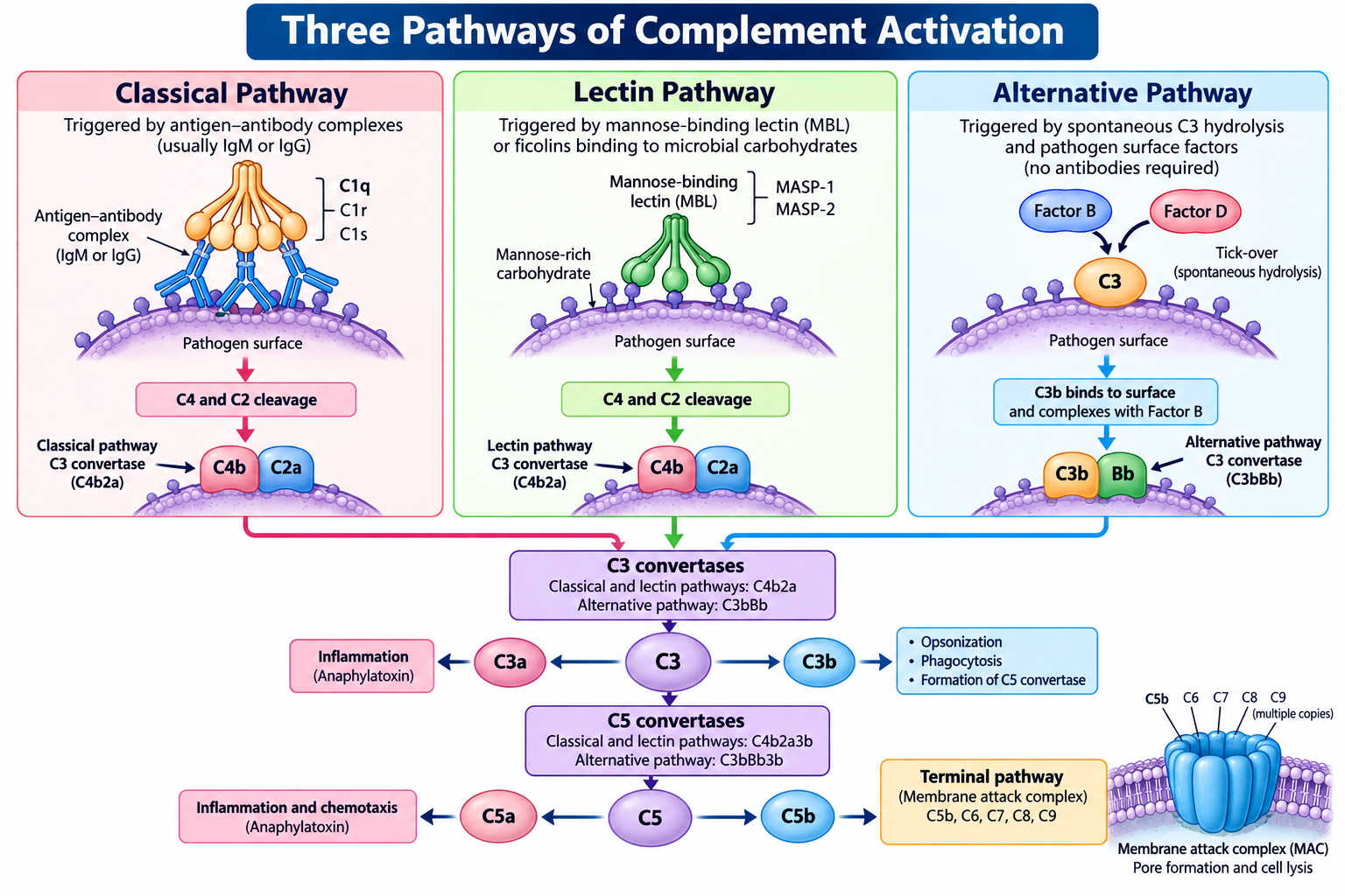 Complement System: Pathways, Functions and Activation | Zoologyverse Three pathways of complement activation showing the classical, lectin, and alternative pathways, C3 and C5 convertases, inflammation, opsonization, and membrane attack complex formation.