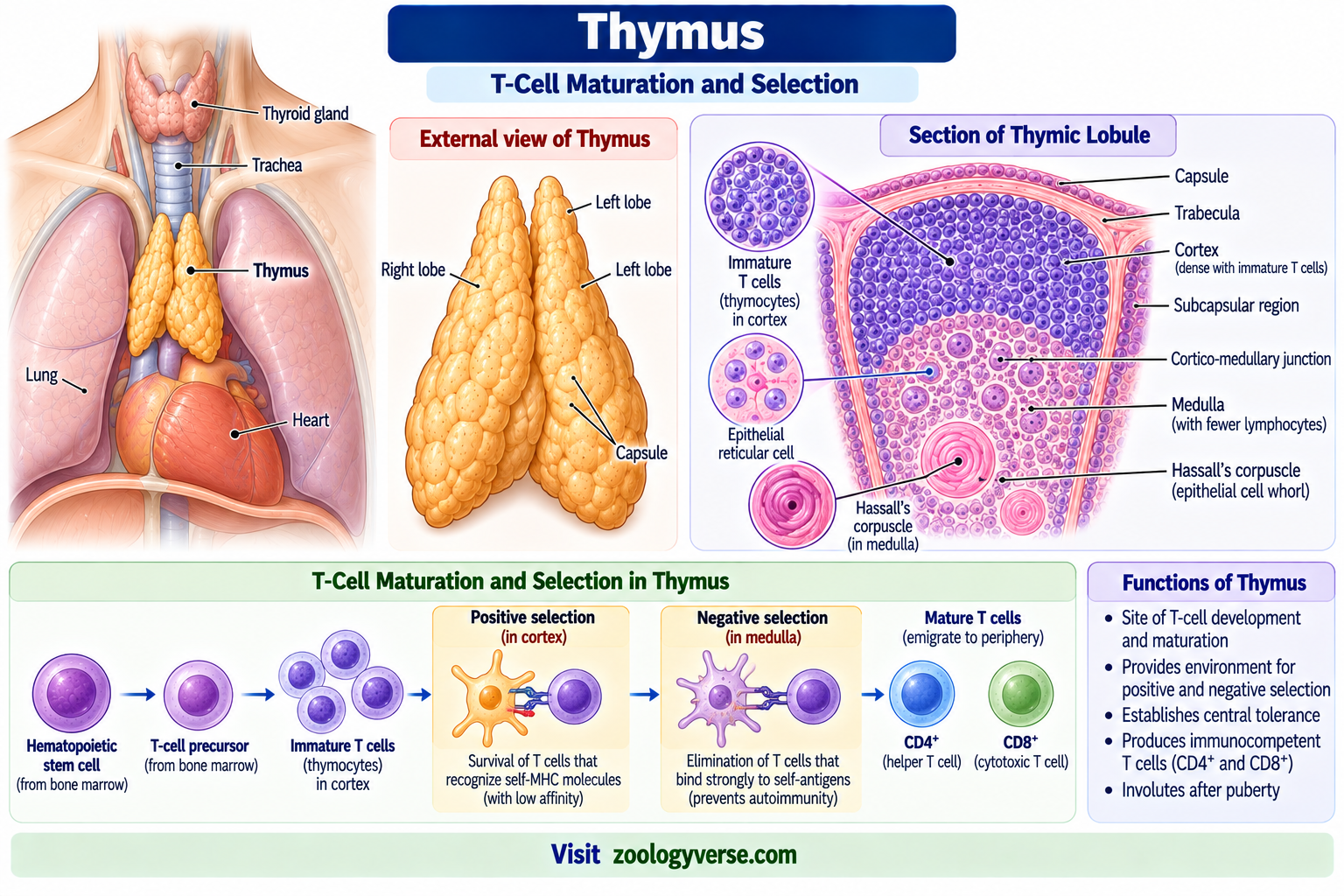 Lymphoid Organs: Primary and Secondary Lymphoid Organs | Zoologyverse Thymus showing T-cell maturation, thymic cortex and medulla, positive and negative selection, Hassall’s corpuscles, and mature CD4 and CD8 T cells
