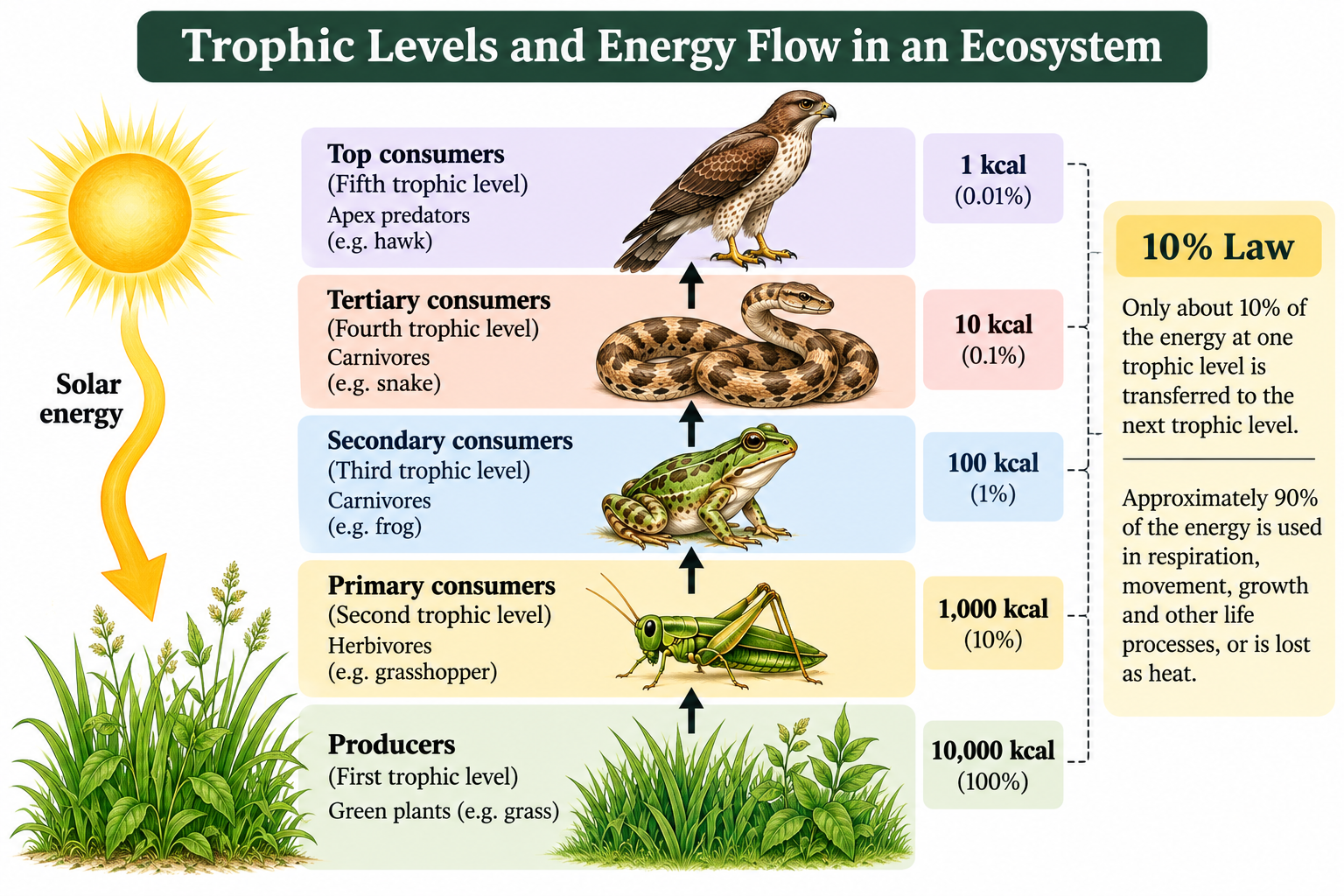 Food Chain vs Food Web: Differences and Examples | Zoologyverse Trophic levels diagram showing energy transfer from grass producers to grasshoppers, frogs, snakes and hawks.