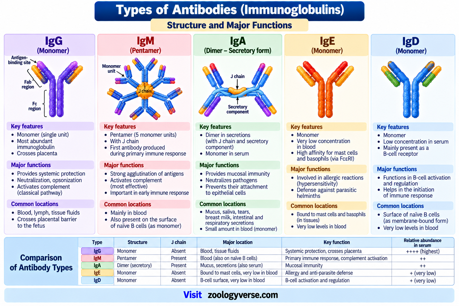 Antibody: Definition, Structure, Types and Functions | Zoologyverse Types of antibodies showing IgG, IgM, IgA, IgE and IgD with their structures, major functions, locations and relative abundance