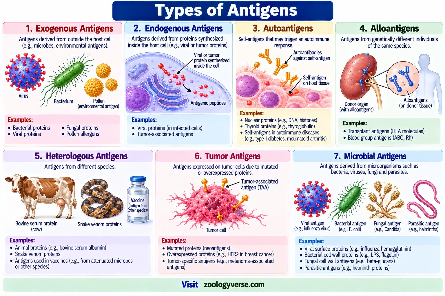Antigen: Definition, Types, Structure and Functions | Zoologyverse Types of antigens showing exogenous, endogenous, autoantigens, alloantigens, heterologous antigens, tumor antigens and microbial antigens
